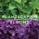 Plantscaping & Blooms company logo