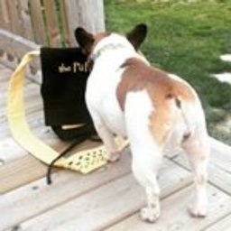Jeve's Pet Care