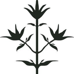 Thyme