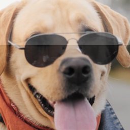 Wallburg Animal Hospital