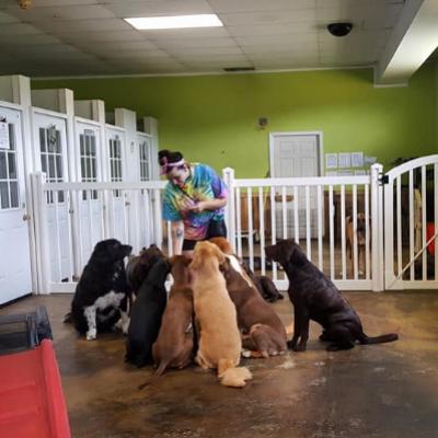 ruff doggy day care